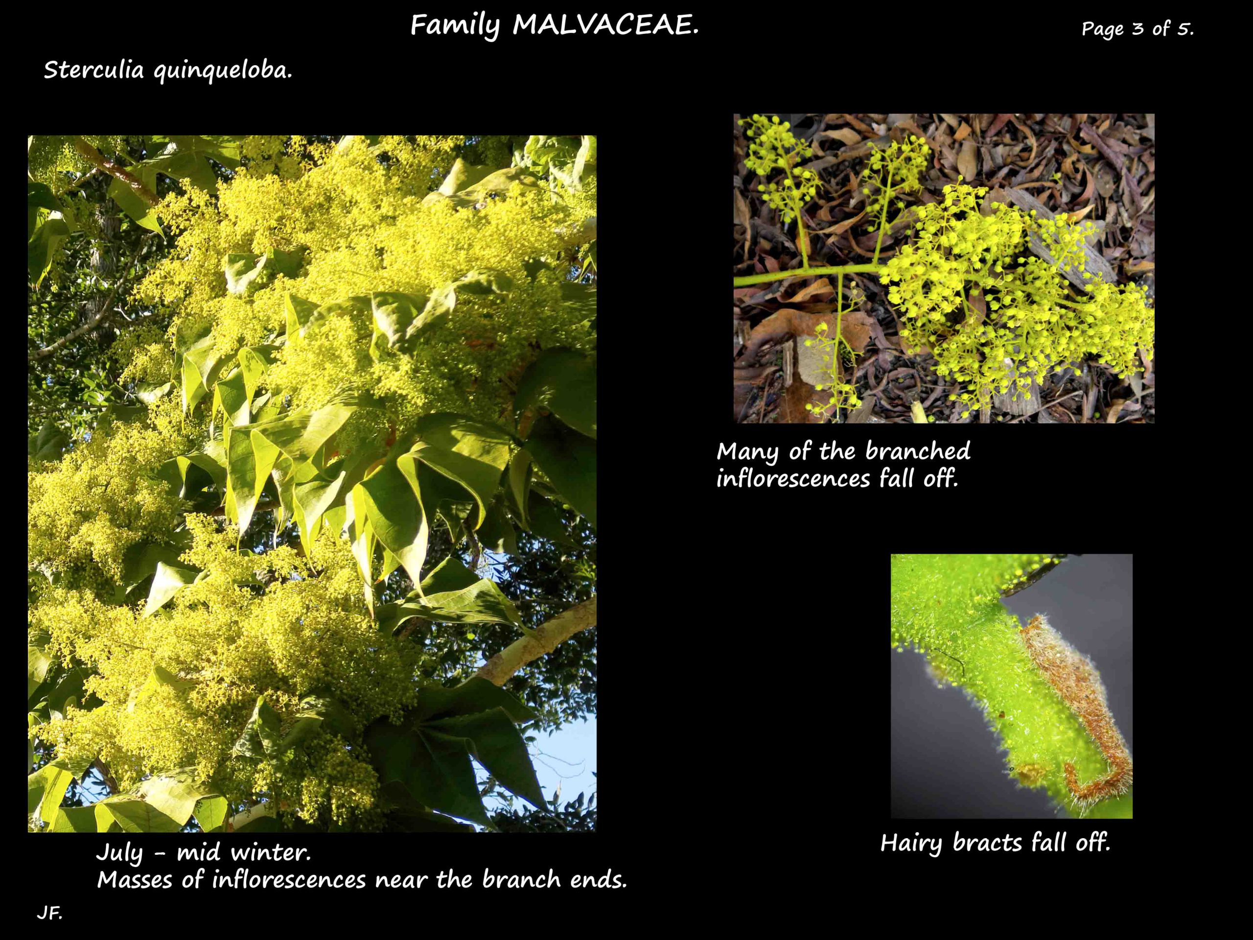 Sterculia quinqueloba - Botany Brisbane