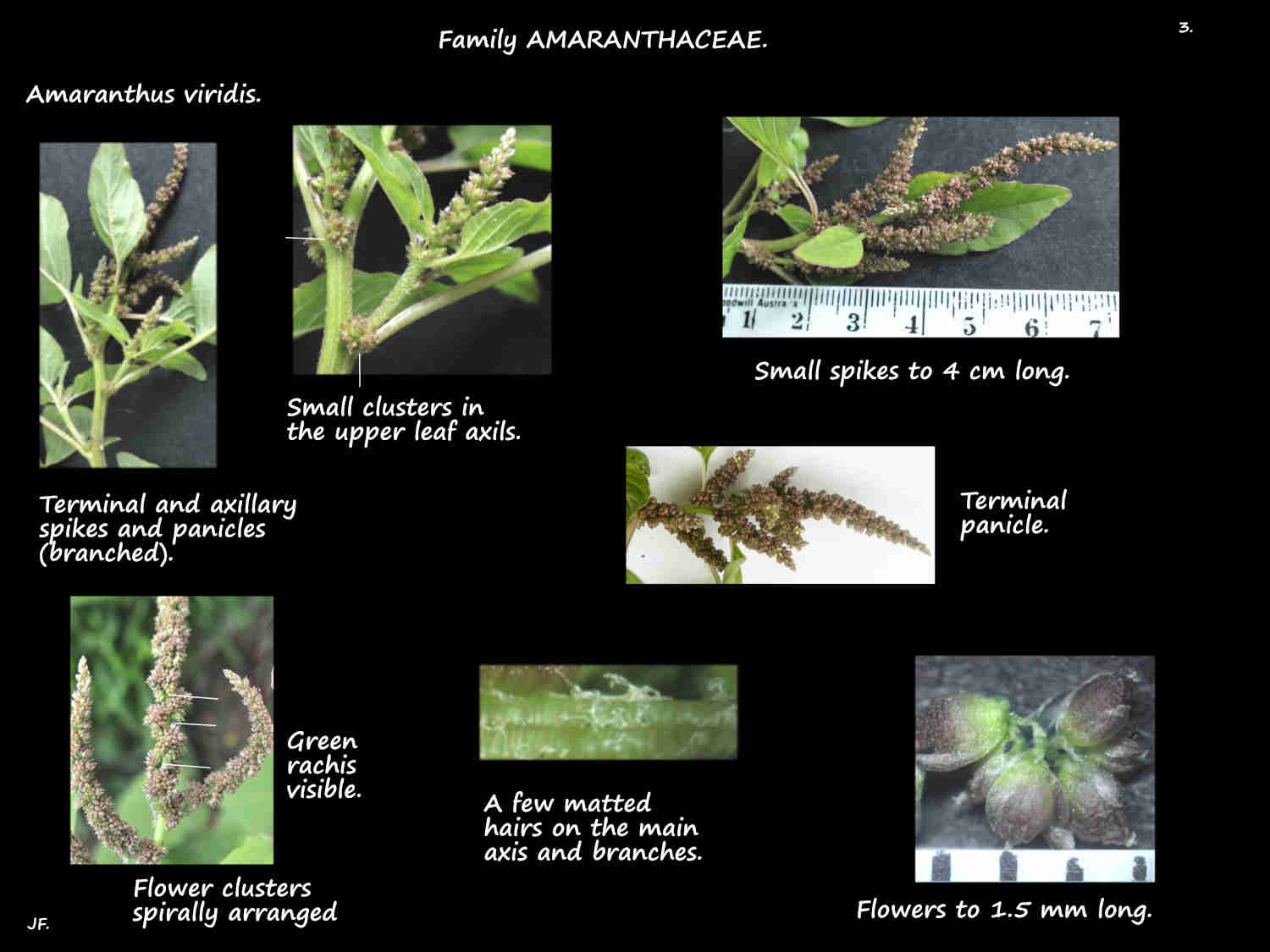 3 Amaranthus viridis inflorescences