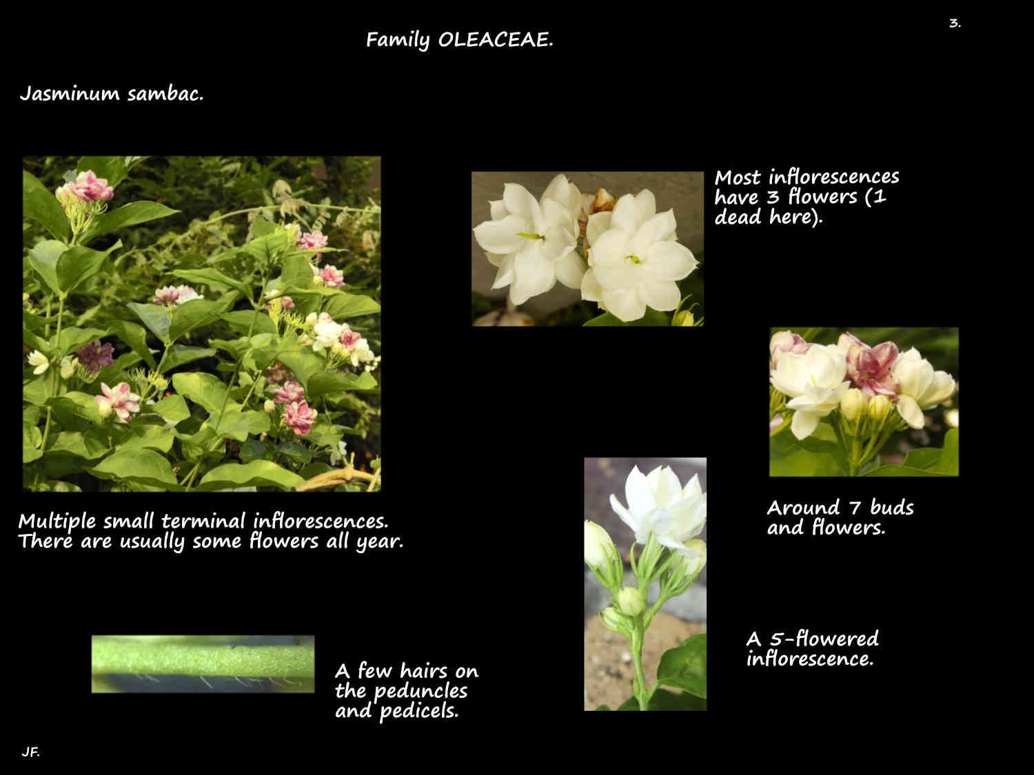 3 Arabian jasmine inflorescences