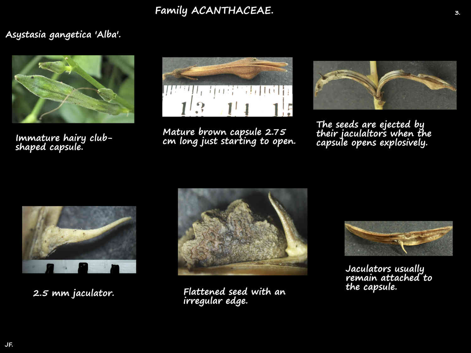 3 Asystasia gangetica 'Alba' capsule, seed & jaculators