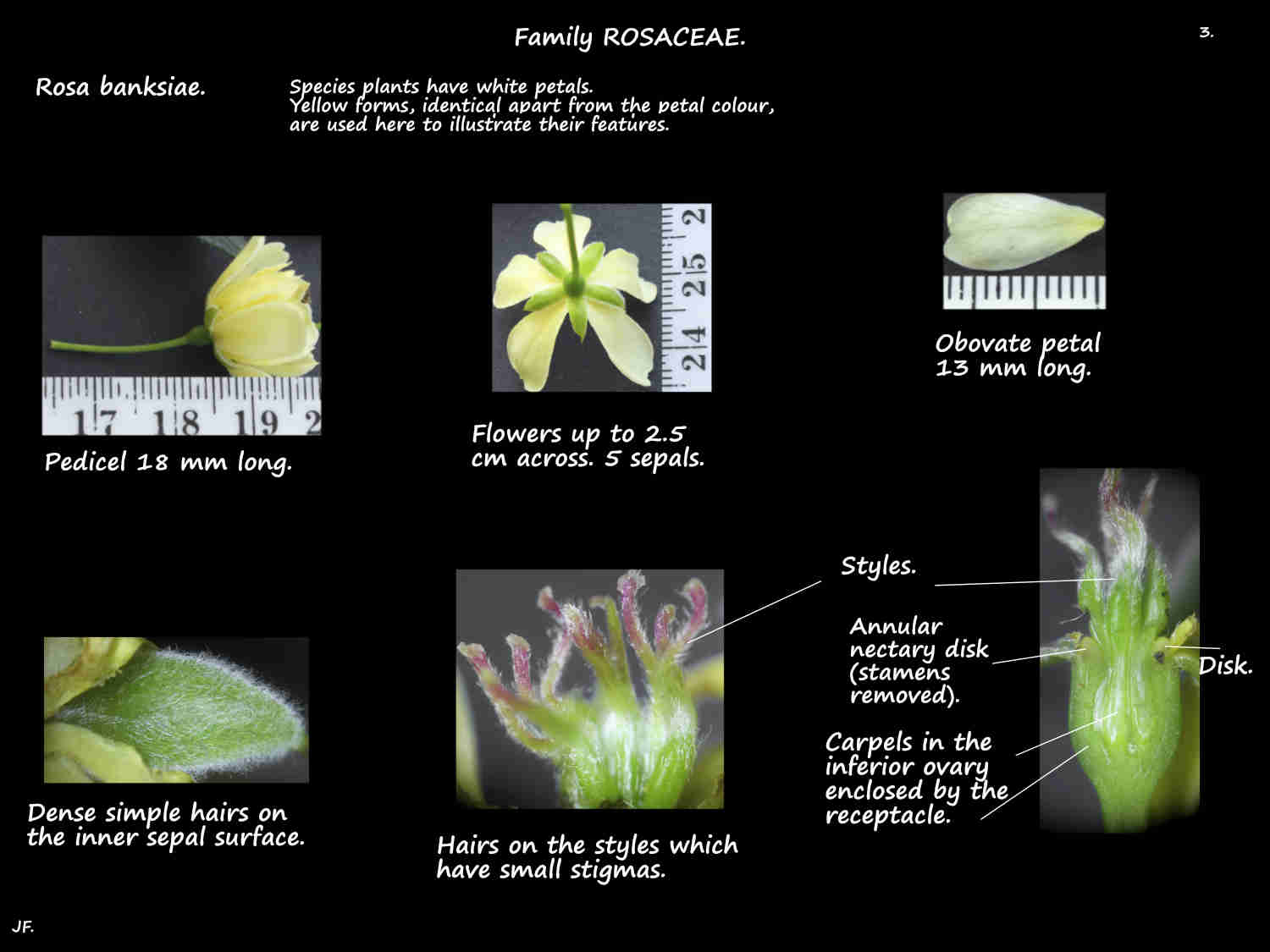 3 Banksia rose sepals, petals, styles & ovary