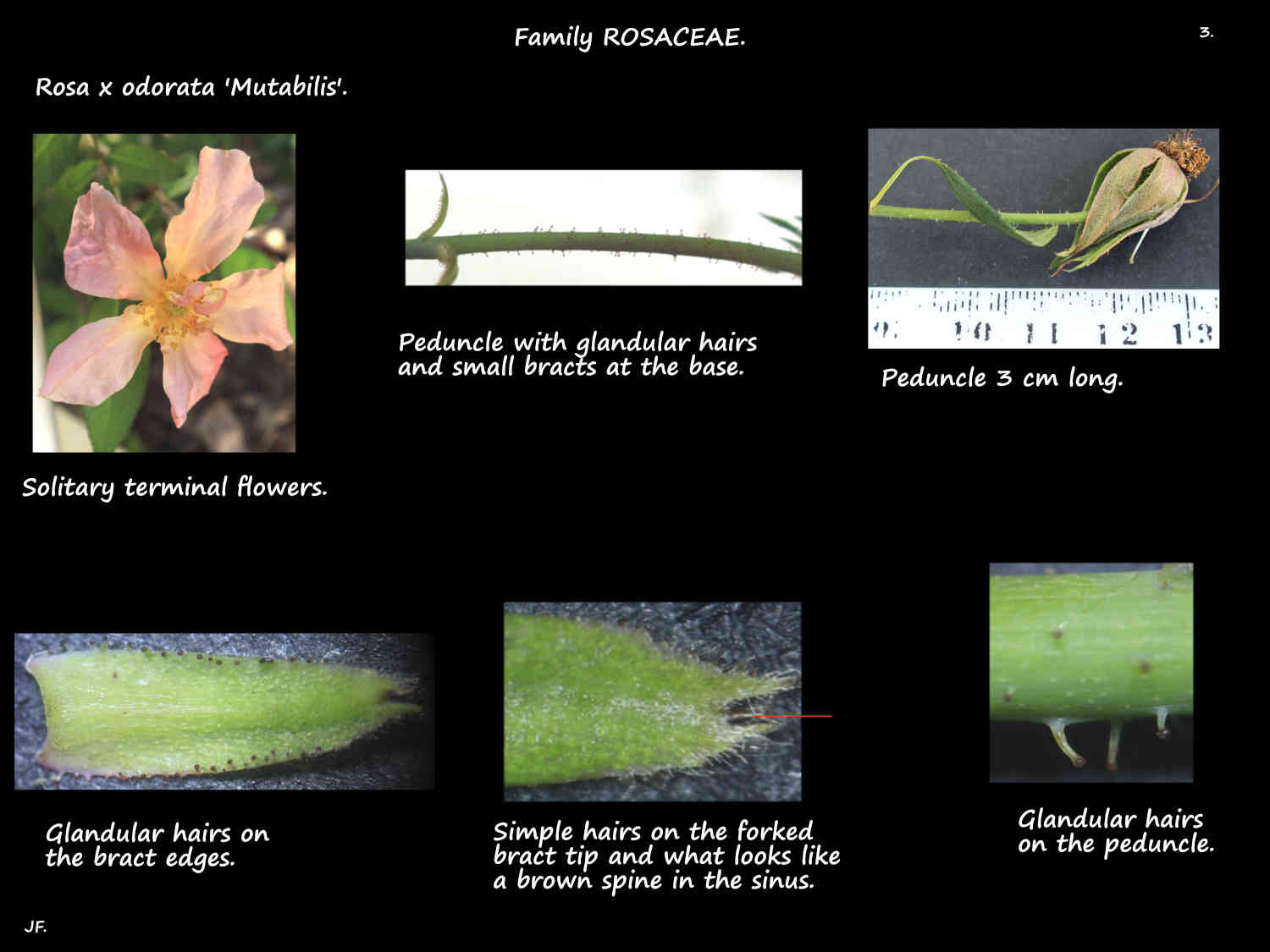 3 Bracts in Rosa 'Mutabilis' inflorescences