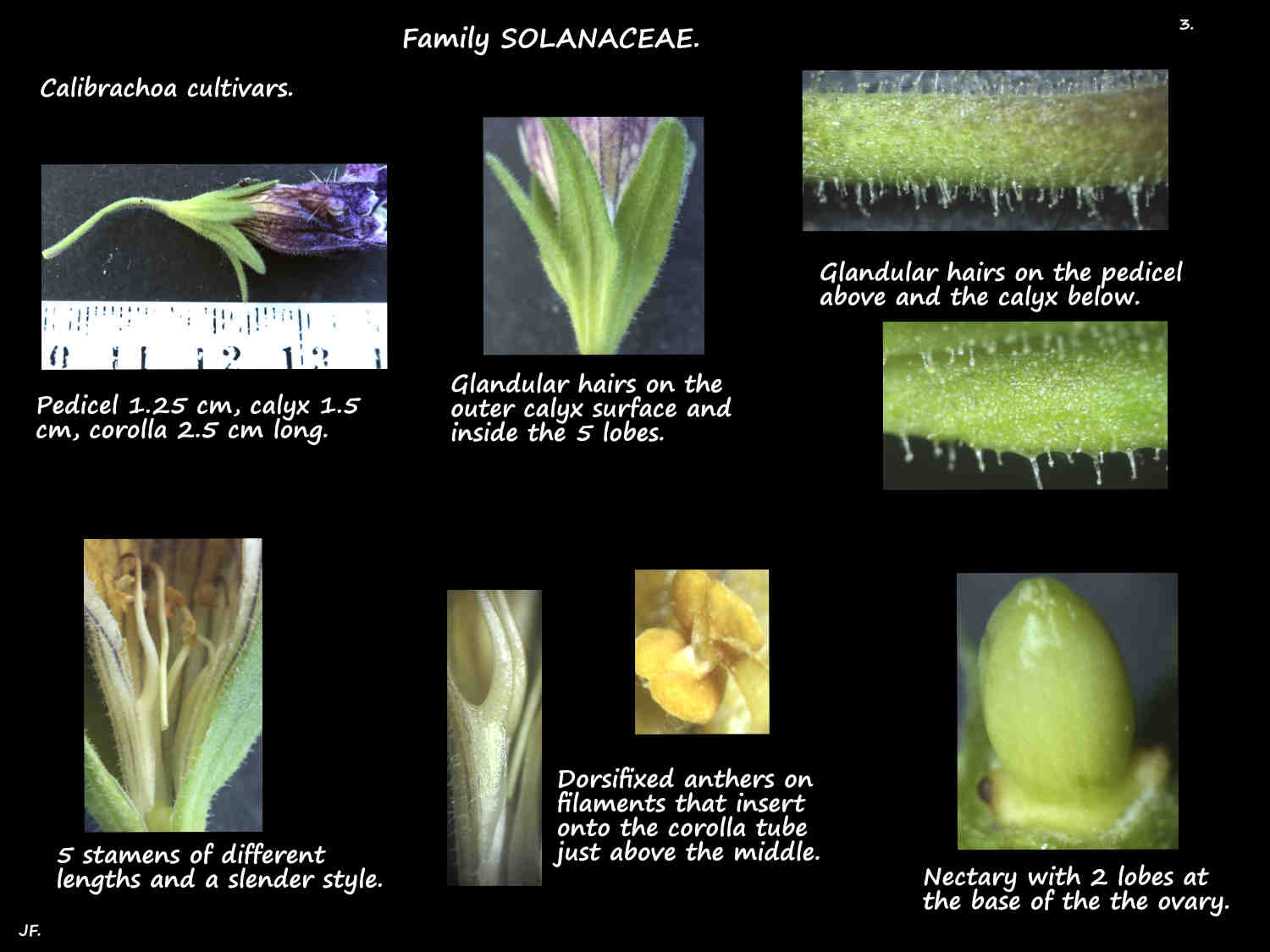 3 Calibrachoa calyx, corolla, stamens & ovary