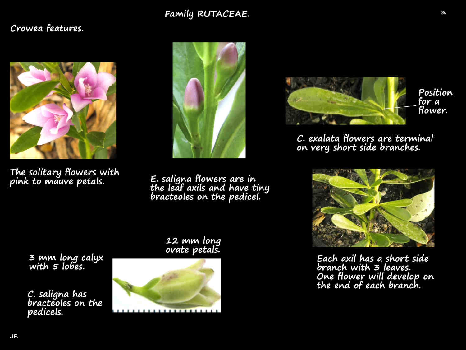 3 Crowea inflorescences