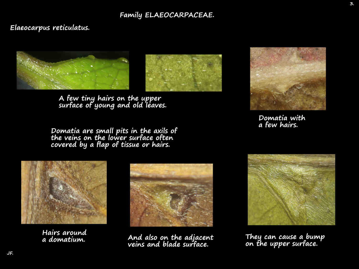 3 Domatia & hairs on Elaeocarpus reticulatus leaves