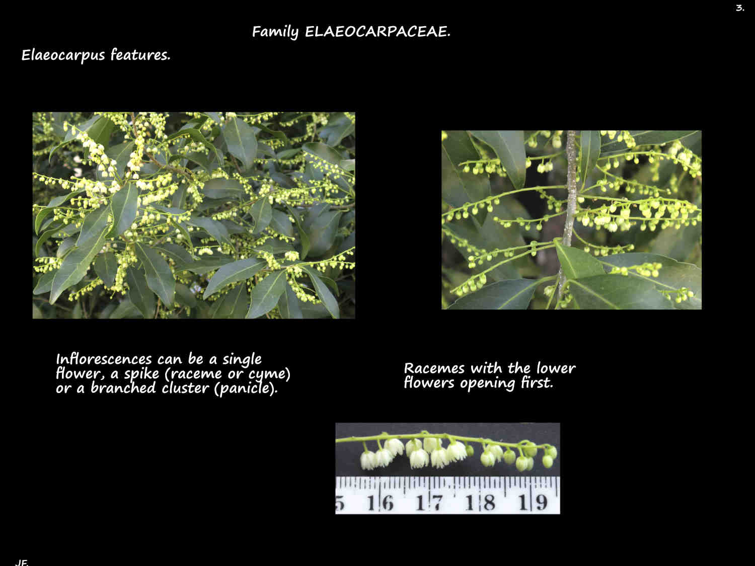 3 Eleaocarpus inflorescences