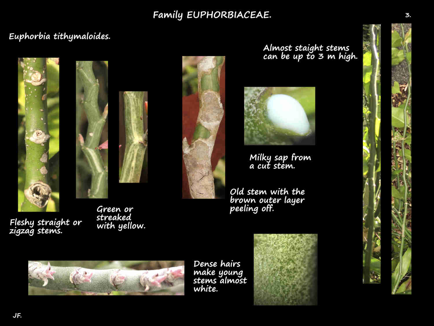 3 Euphorbia tithymaloides stems