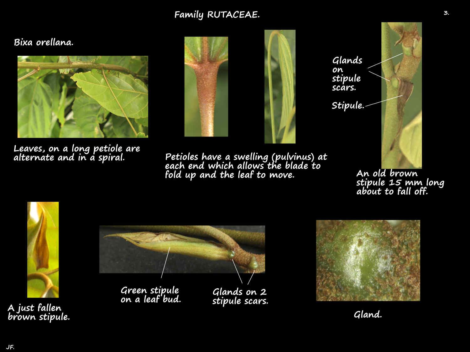 3 Glands in stipule scars on Bixa orellana stems