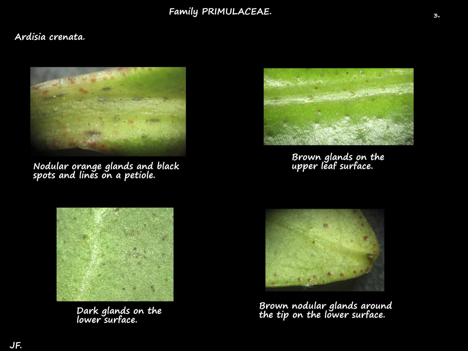 3 Glands on Ardisia crenata leaves