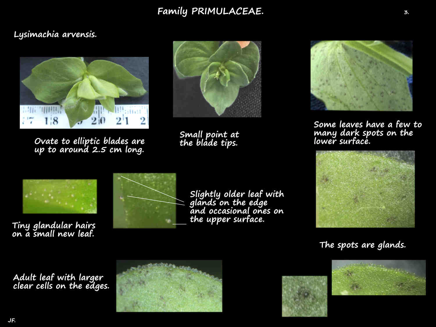 3 Glandular hairs on Lysimachia arvensis leaves