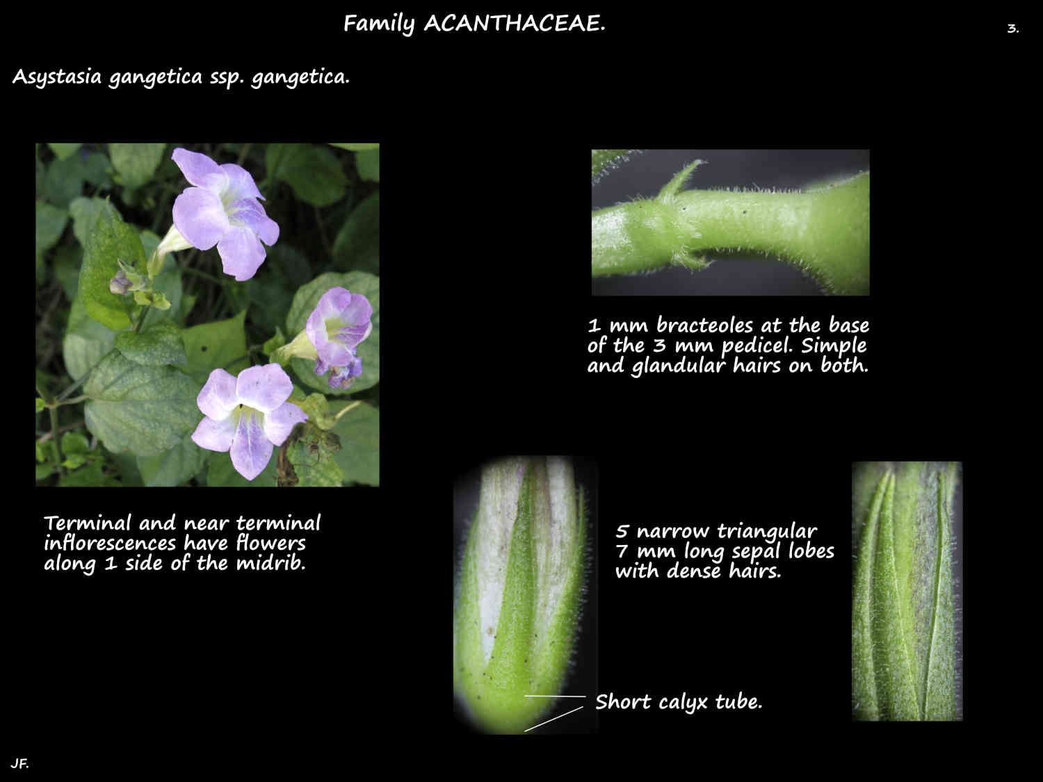 3 Hairs on Asystasia gangetica sepals