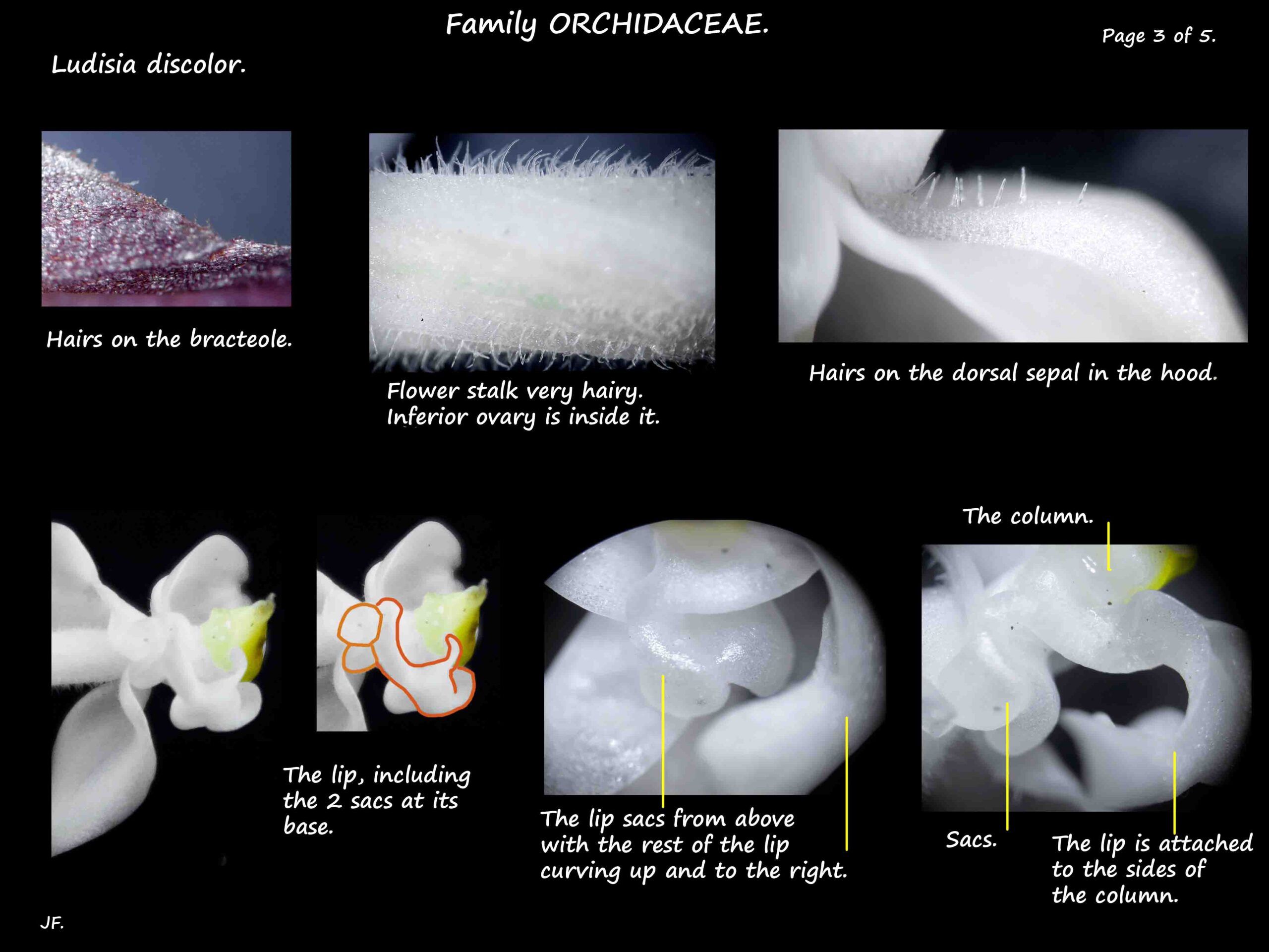 3 Hairs on Ludisia flowers & details of the lip & sac