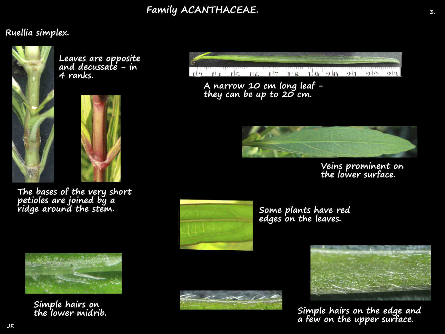 3 Hairs on Ruellia simplex leaves