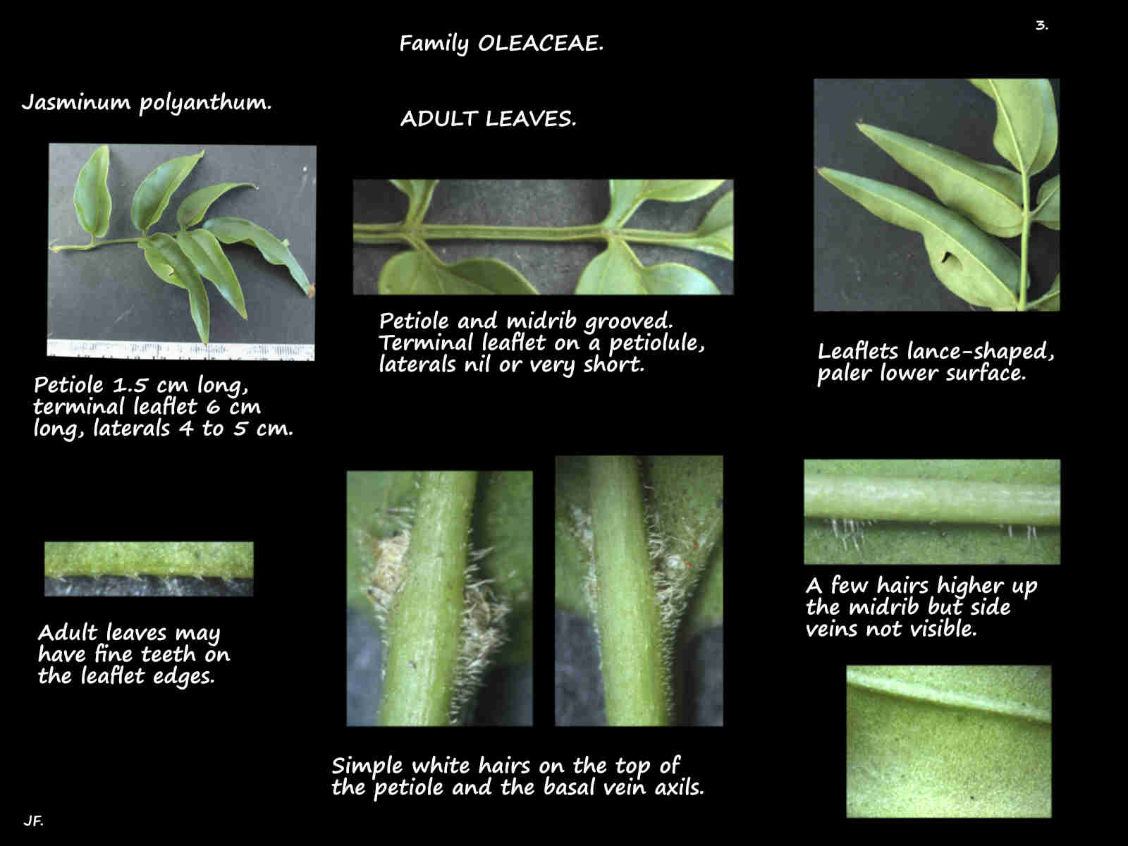 3 Hairs on adult Jasminum polyanthum leaves