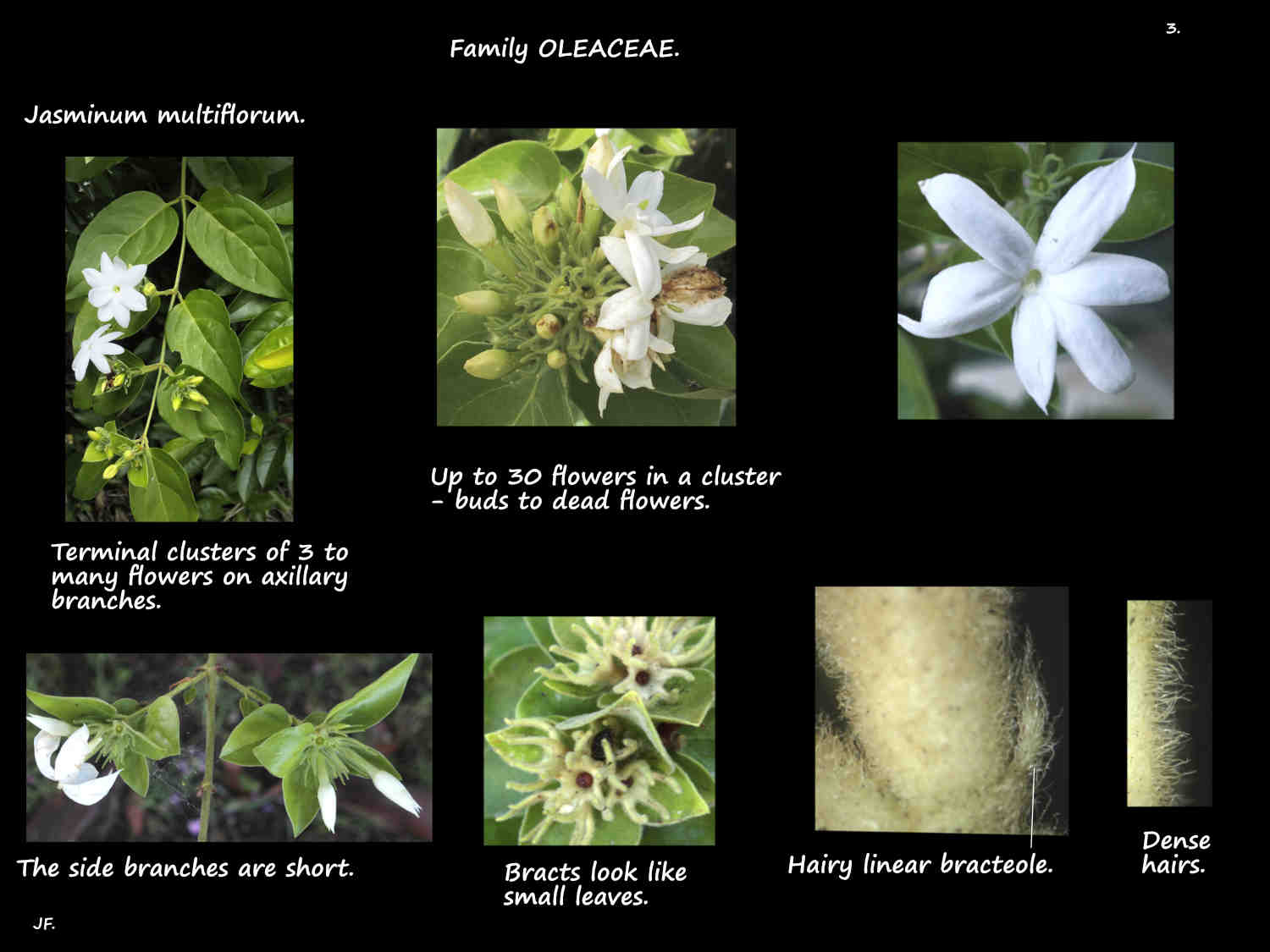 3 Hairy Jasminum bracts & bracteoles