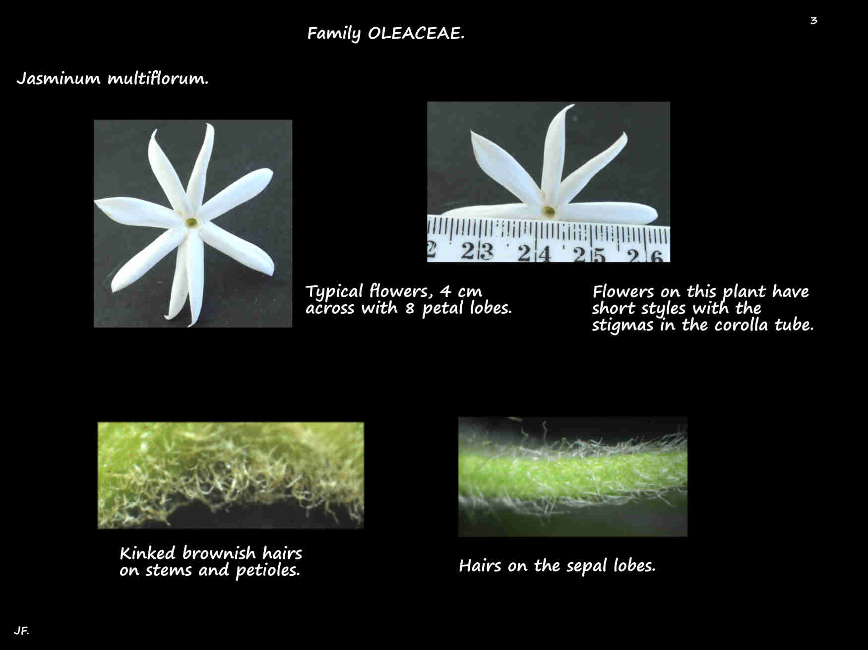 3 Jasminum multiflorum with 8 petals