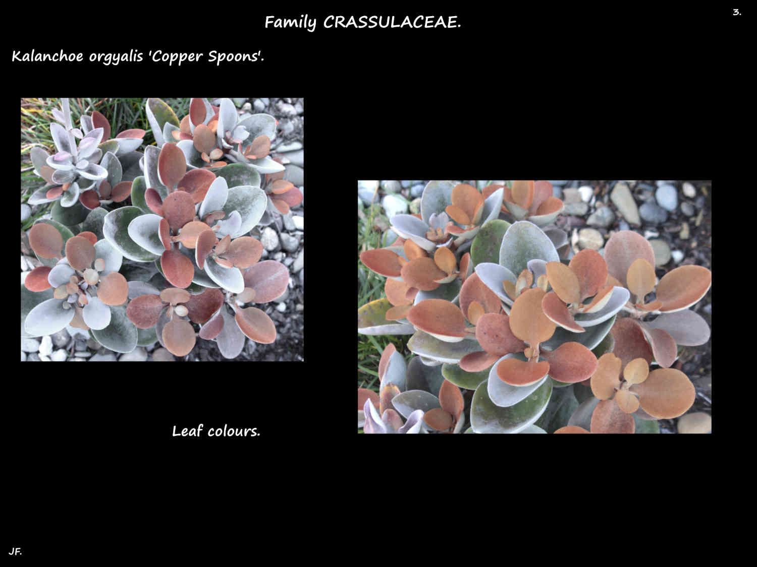 3 Kalanchoe 'Copper Spoons'