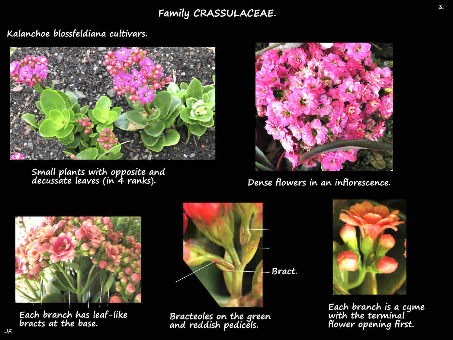 3 Kalanchoe blossfeldiana cultivars 1