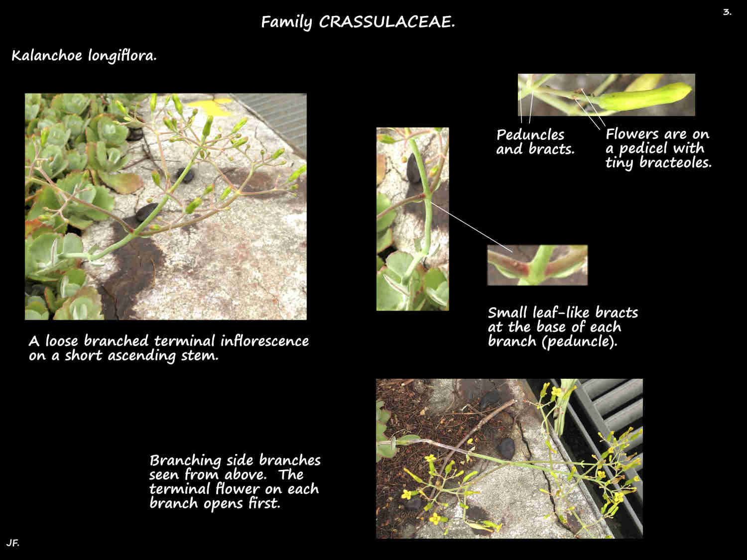 3 Kalanchoe longiflora inflorescences