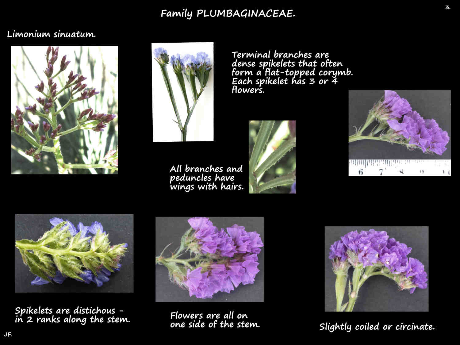 3 Limonium sinuatum spikelets