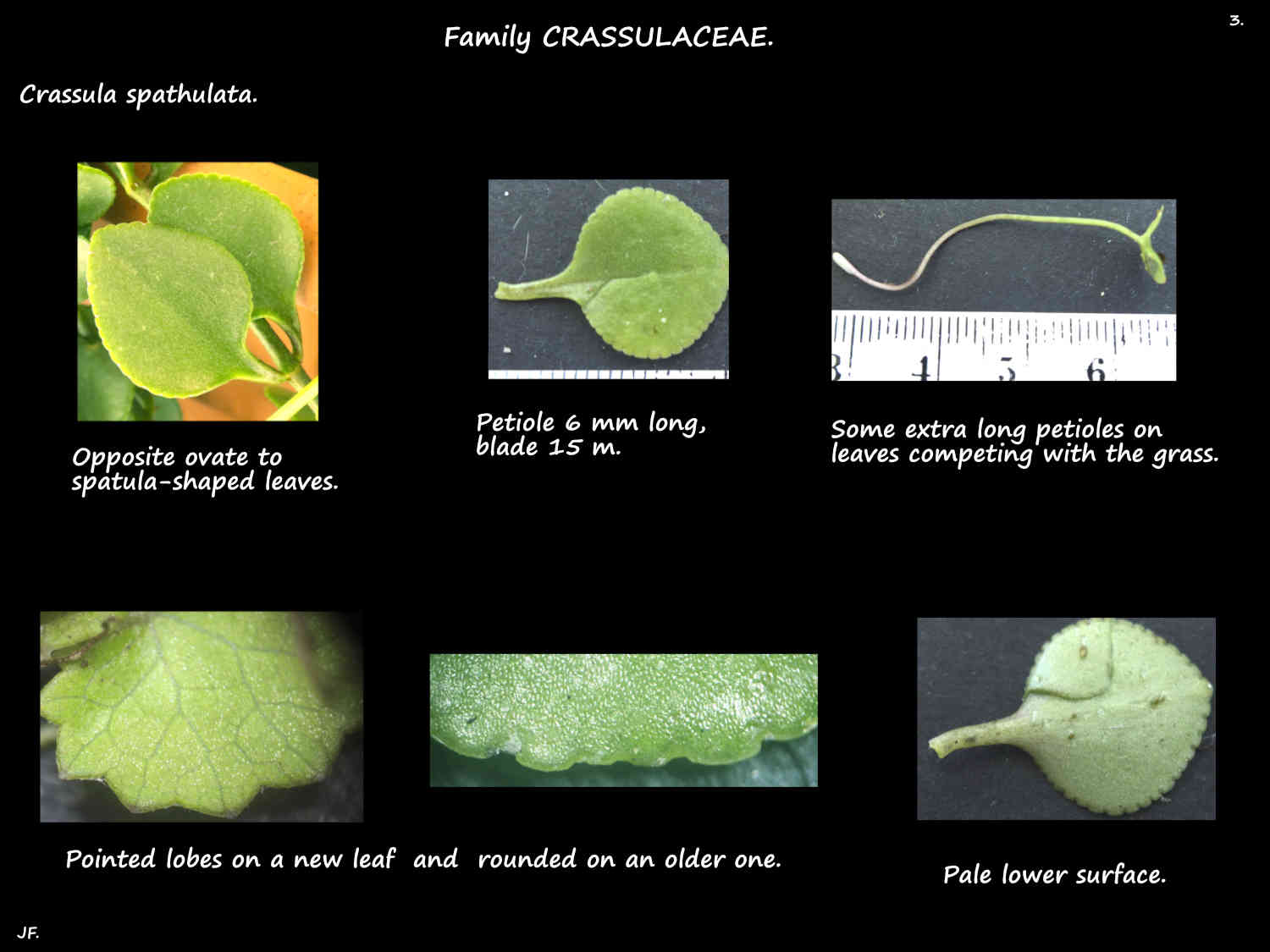 3 Lobes on Crassula spathulata leaves