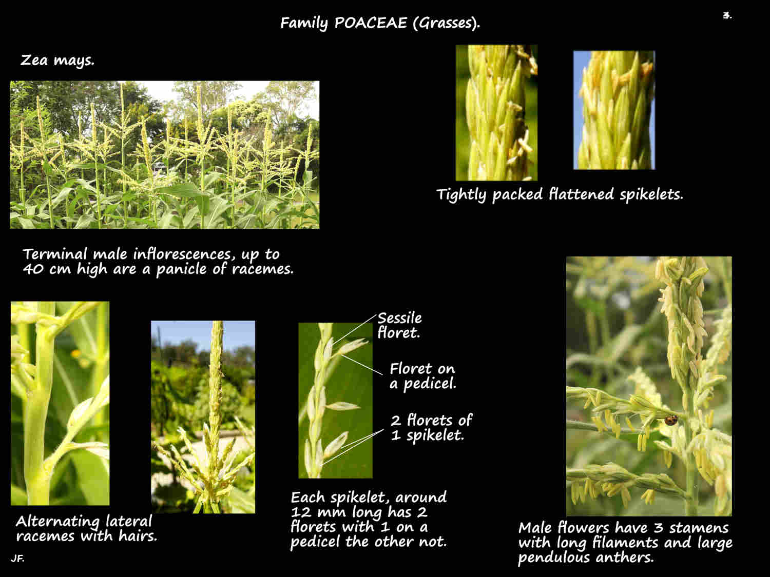 3 Male Maize inflorescences.