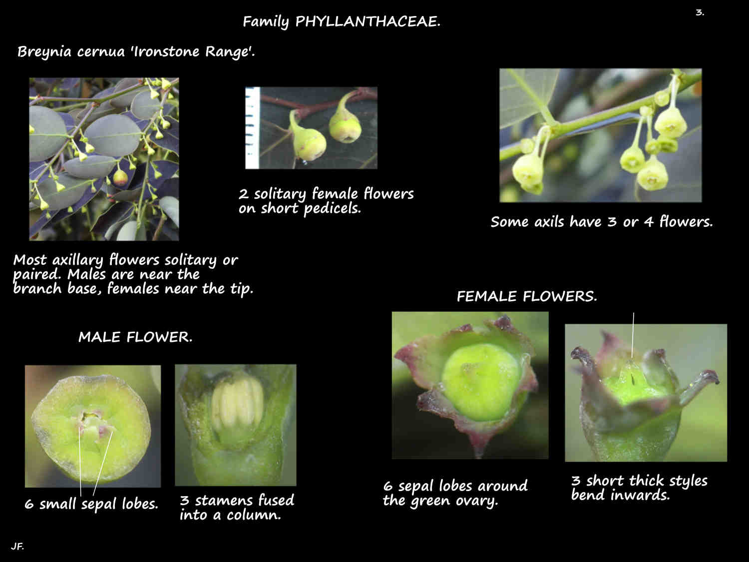 3 Male & female Breynia cernua flowers