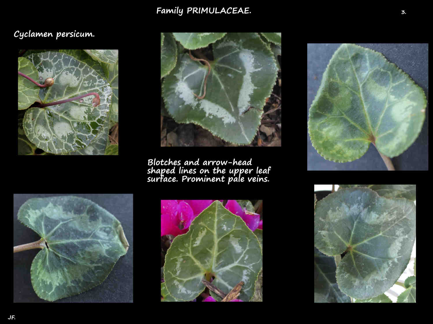 3 Markings on Cyclamen persicum leaves