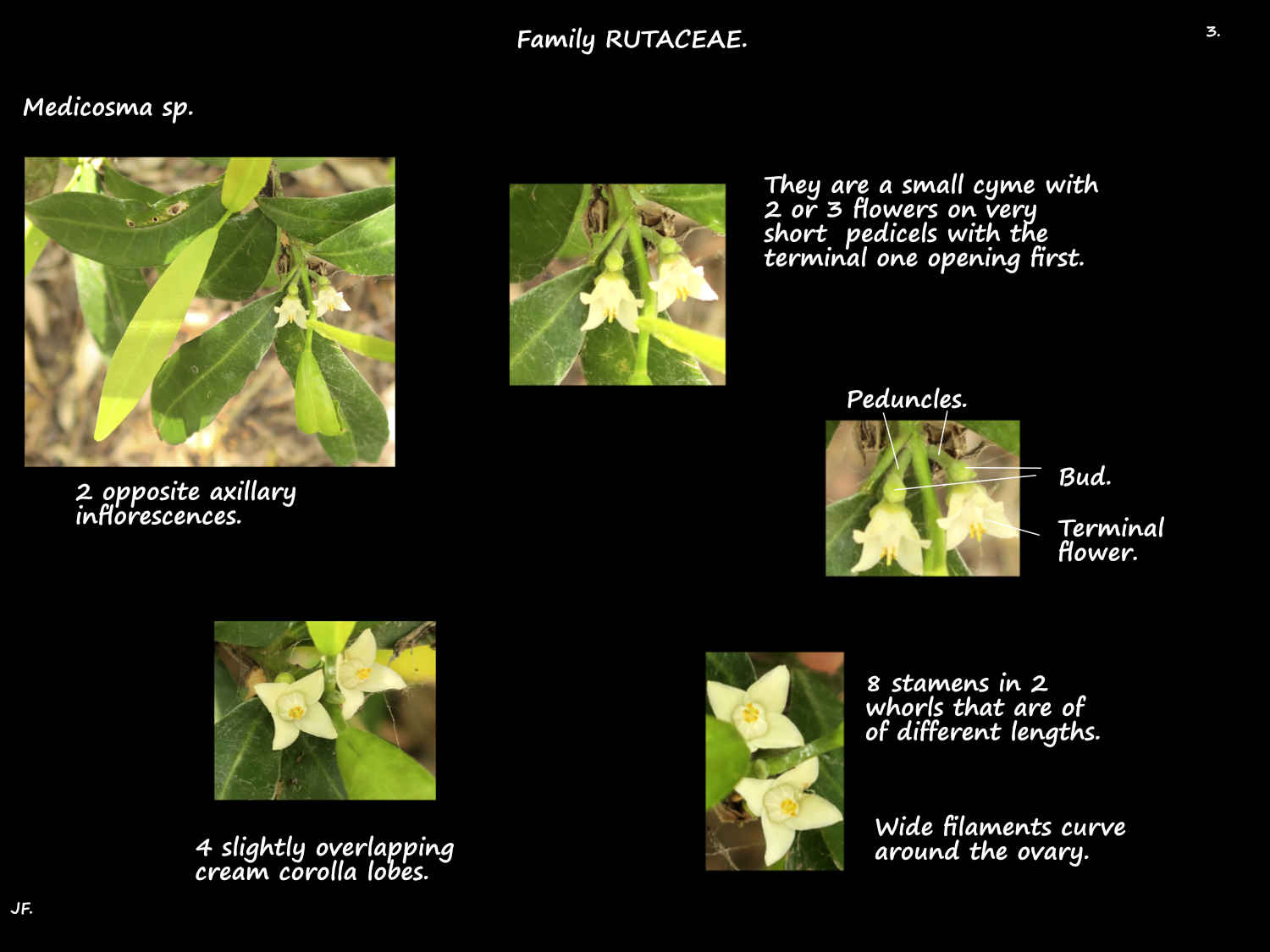 3 Medicosma flowers