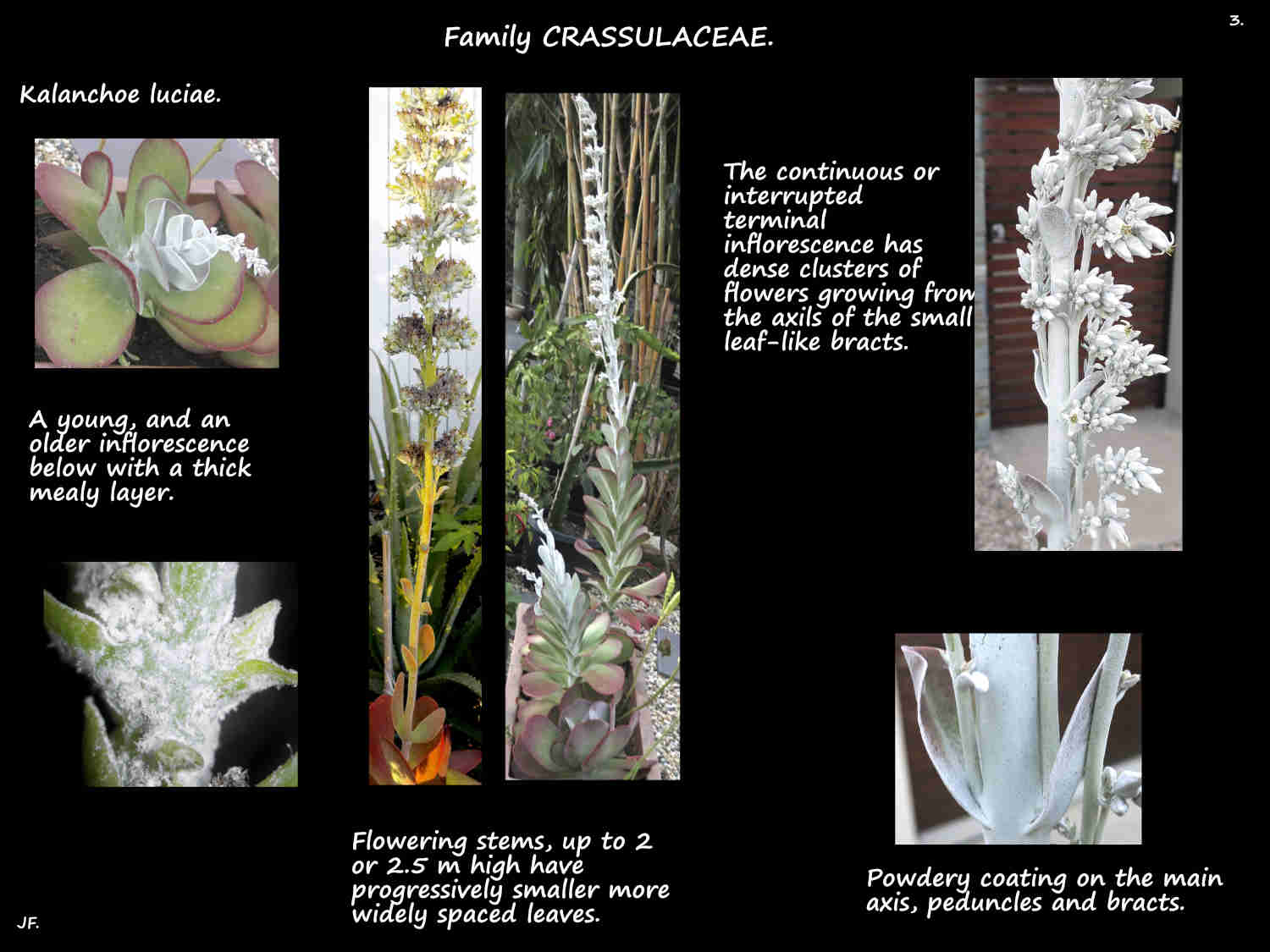 3 Paddle plant inflorescences