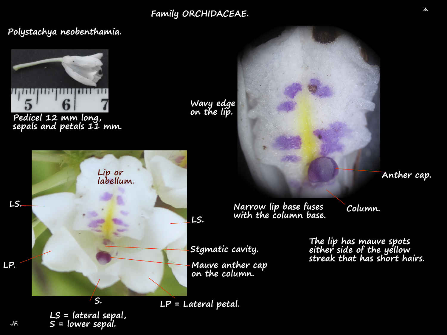 3 Parts of a Polystachya perianth