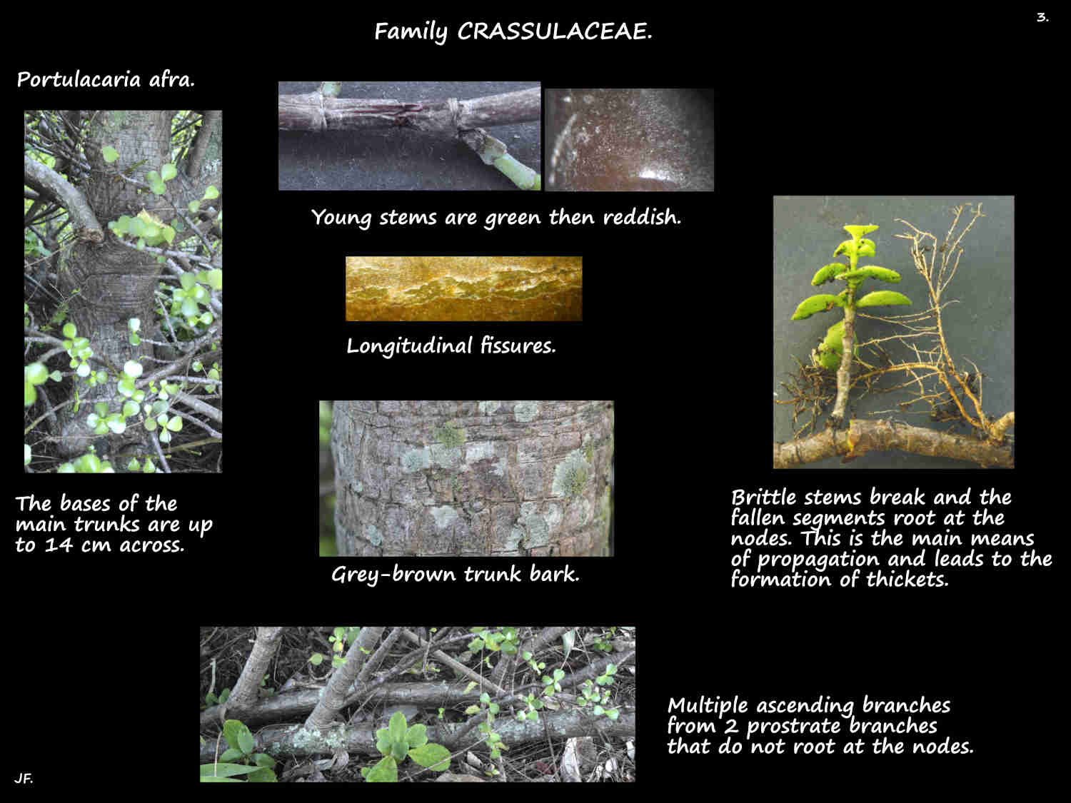 3 Portulacaria afra bark & roots