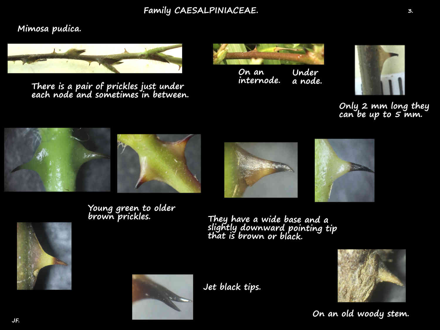 3 Prickles on Mimosa pudica stems
