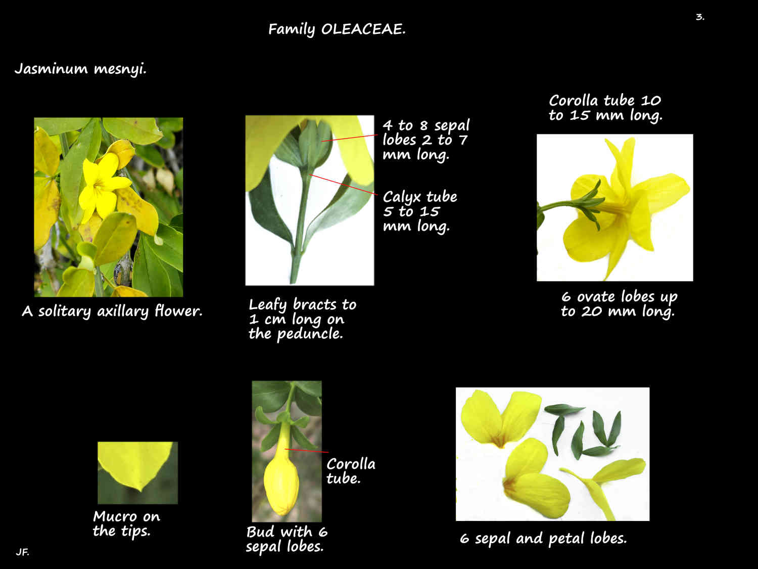 3 Primrose Jasminum inflorescences