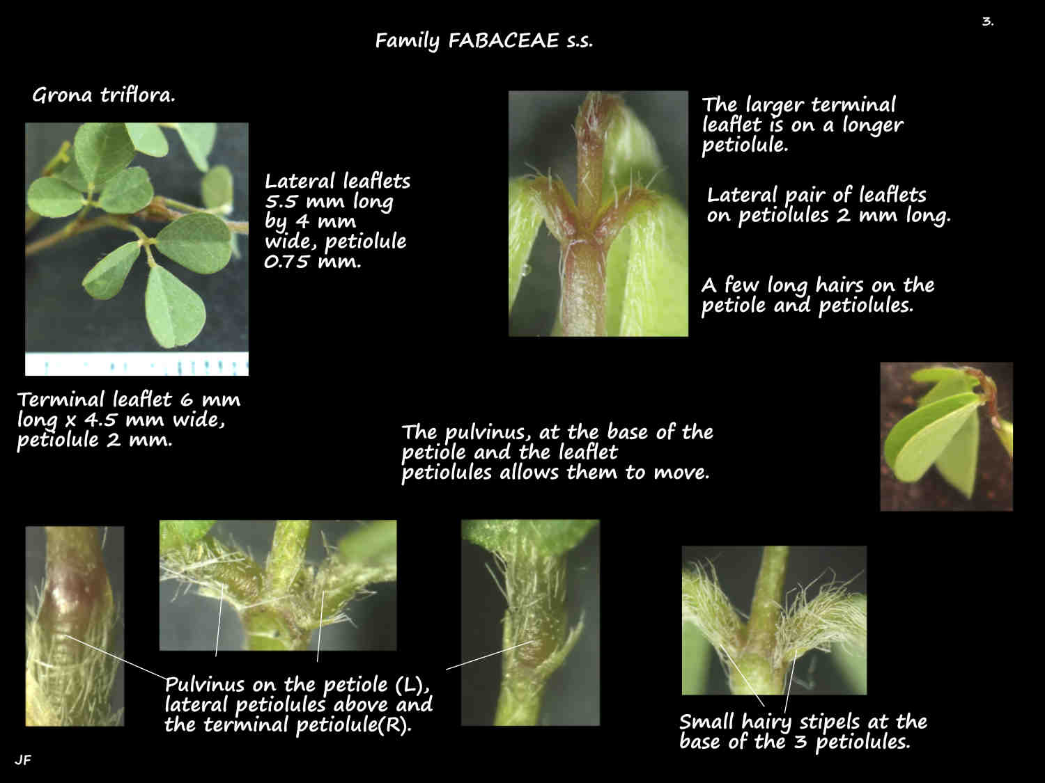 3 Pulvinus & stipels on Grona triflora leaflets