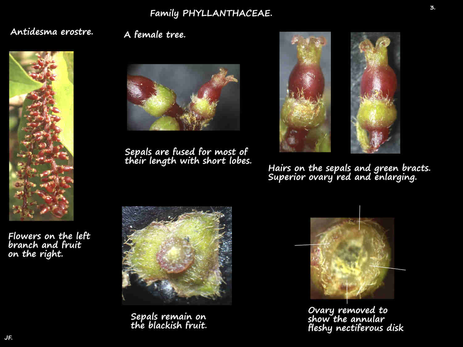 3 Sepals & bracts on Native currant flowers