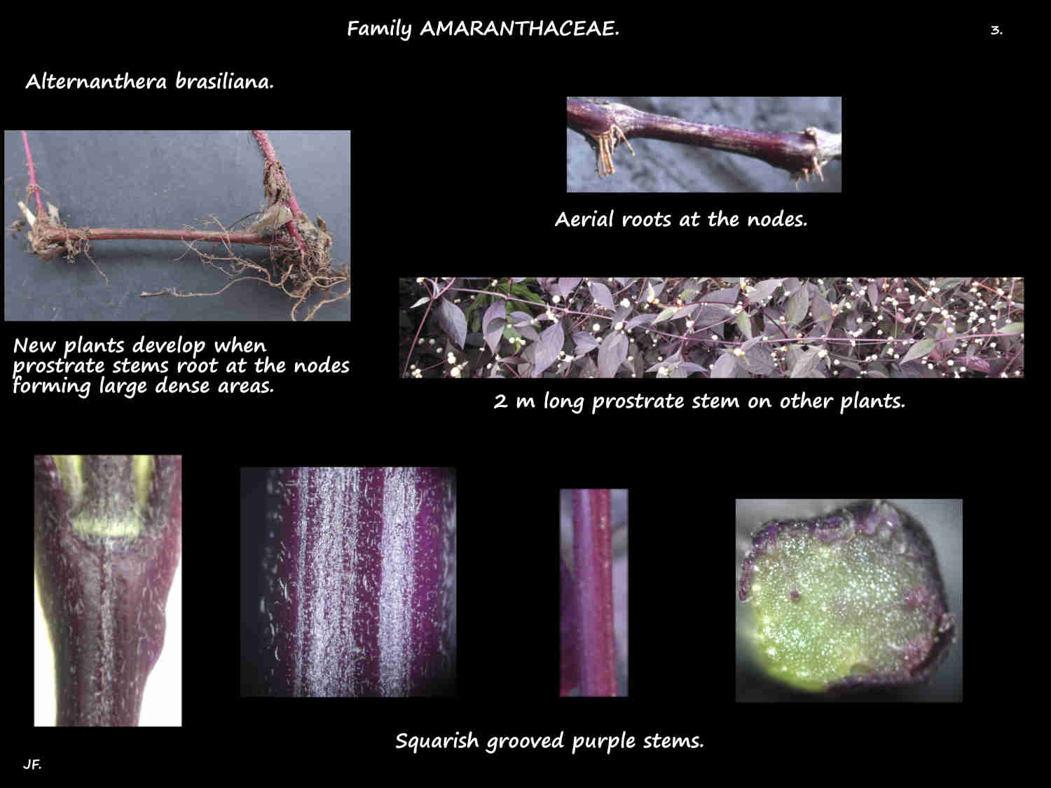 3 Stems & aerial roots of Alternanthera brasiliana