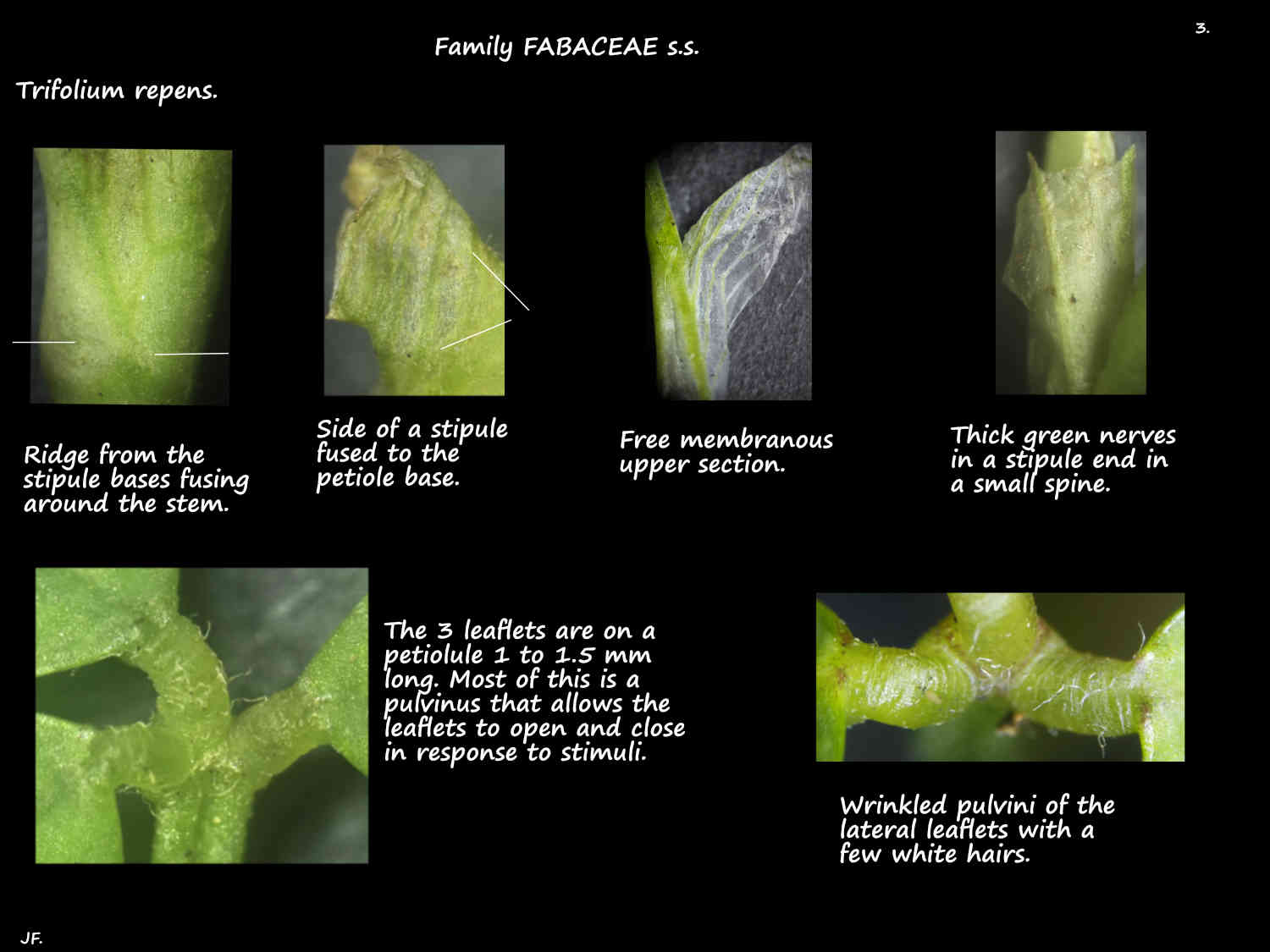3 Stipules on Trifolium repens petioles