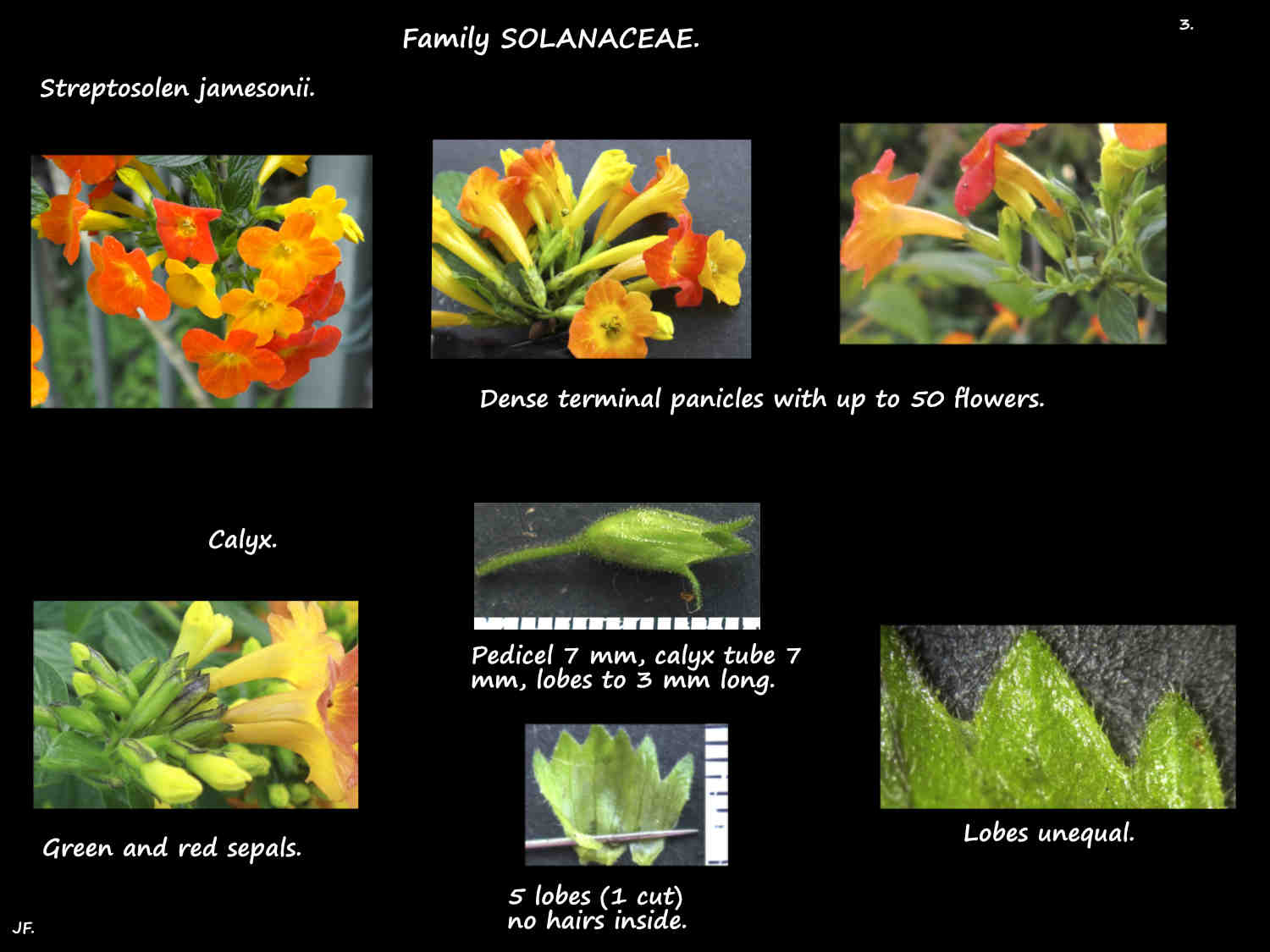 3 Streptosolen jamesonii sepals