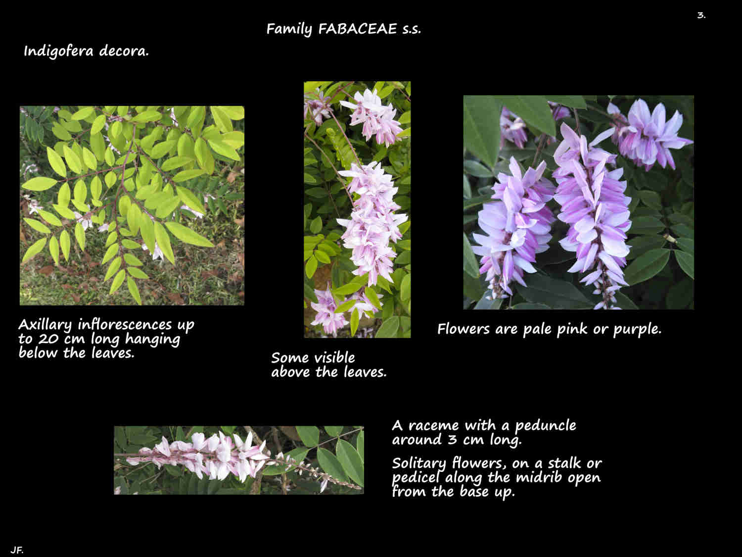 3 Summer Wisteria inflorescences