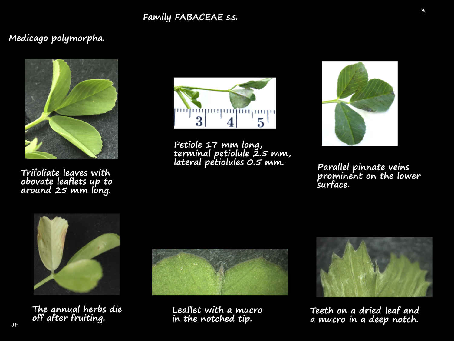 3 Trifoliate Burr medic leaves