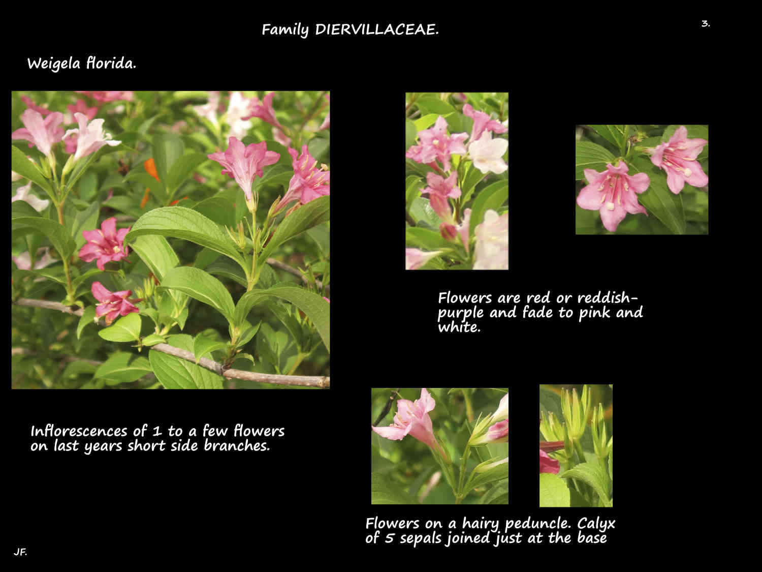 3 Weigela florida inflorescences