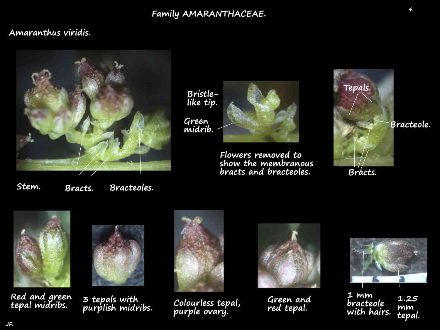 4 Amaranthus viridis bracts, bracteoles & tepals