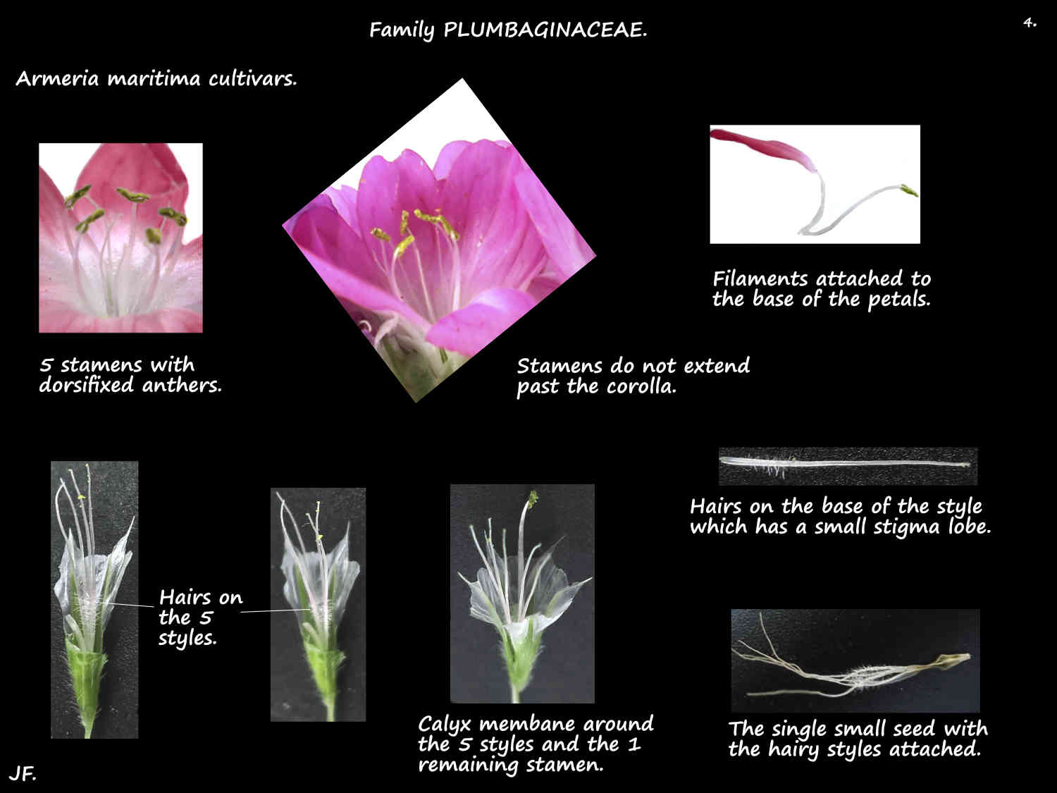 4 Armeria maritima stamens, styles & seed