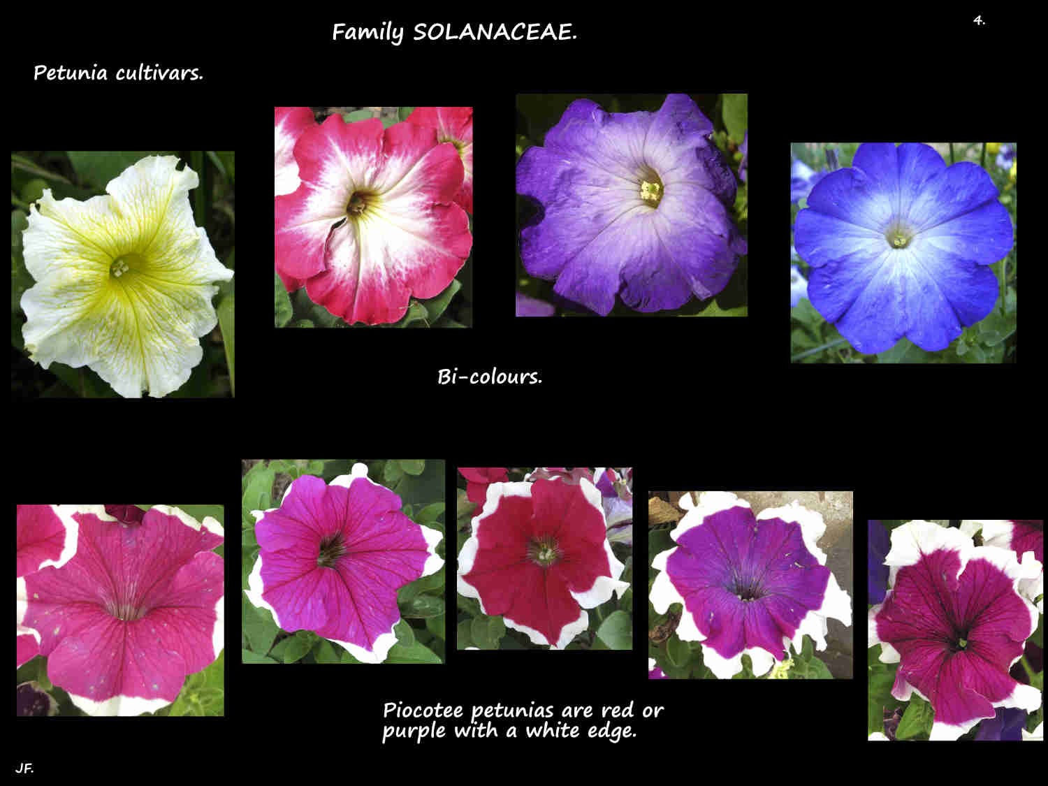 4 Bi-colour & Picotee Petunias