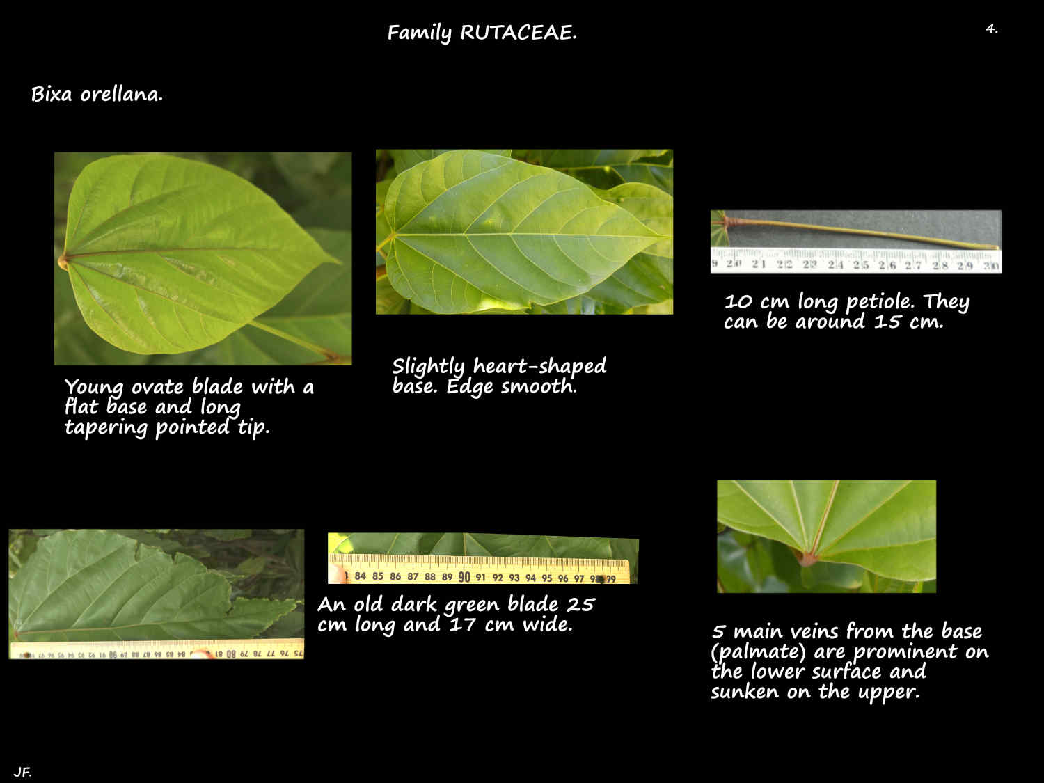 4 Bixa orellana leaves