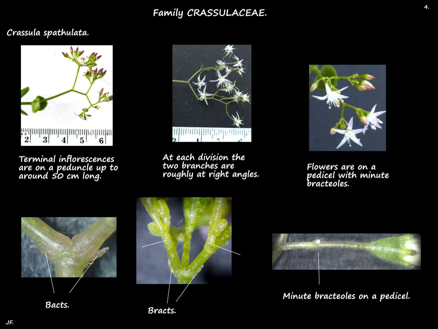 4 Bracts & bractoles in Crassula spathulata inflorescences