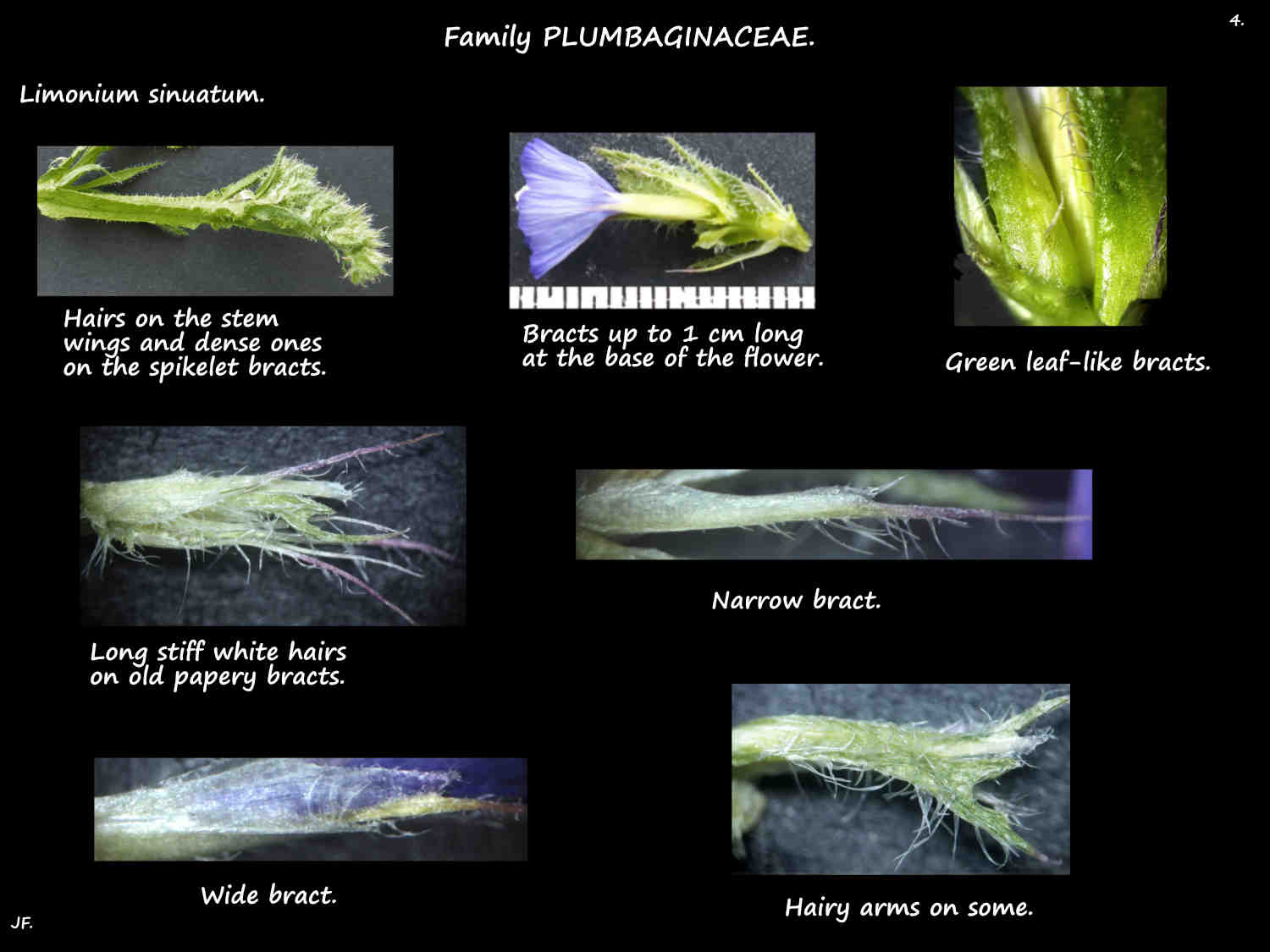 4 Bracts in Limonium spikelets