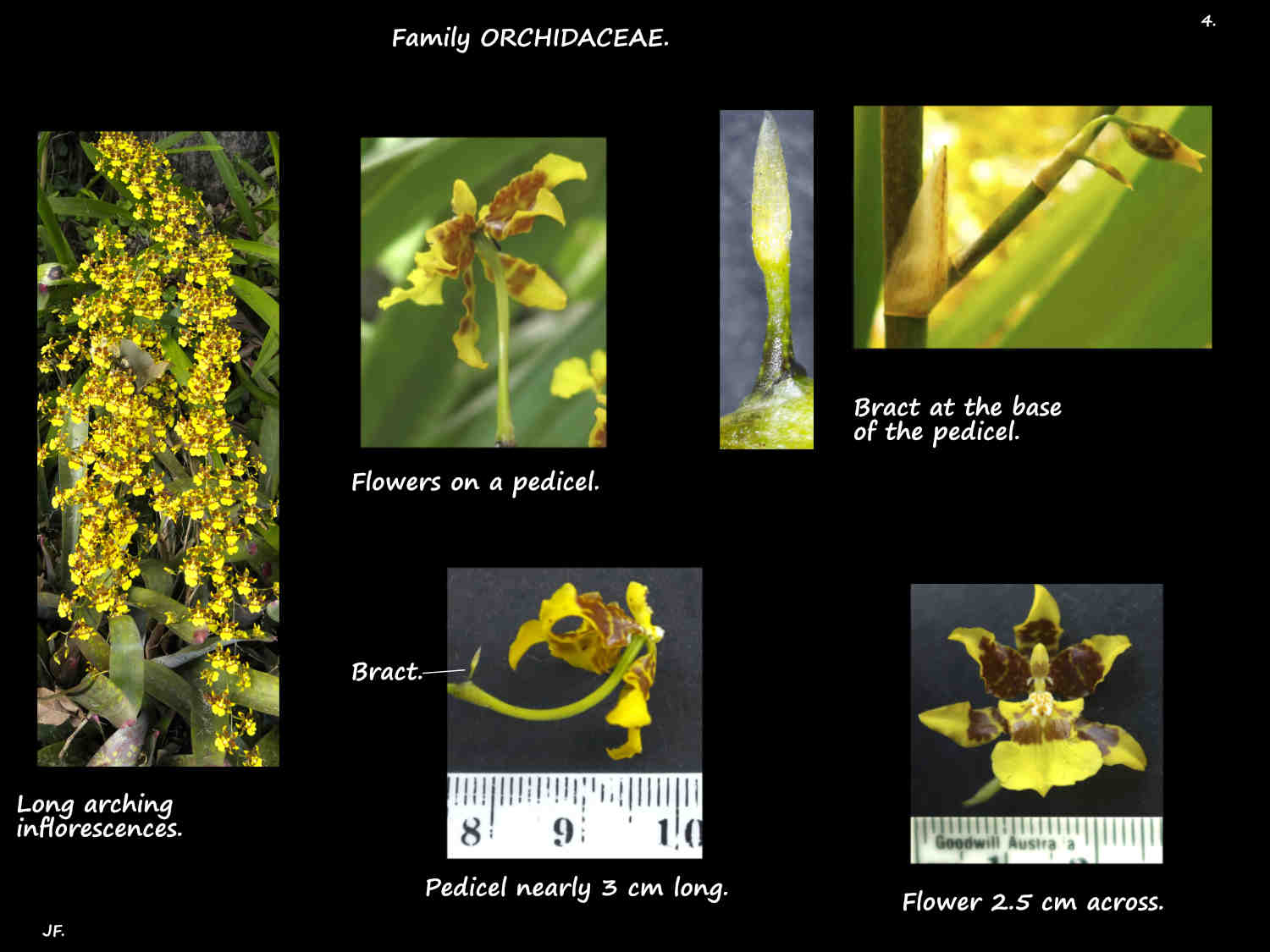 4 Bracts in Oncidium sphacelatum inflorescences