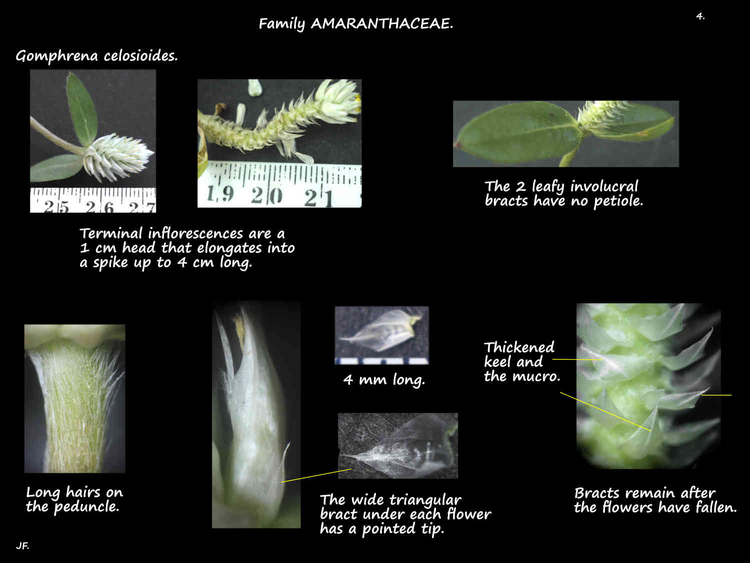 4 Bracts on Gomphrena celosioides heads & spikes